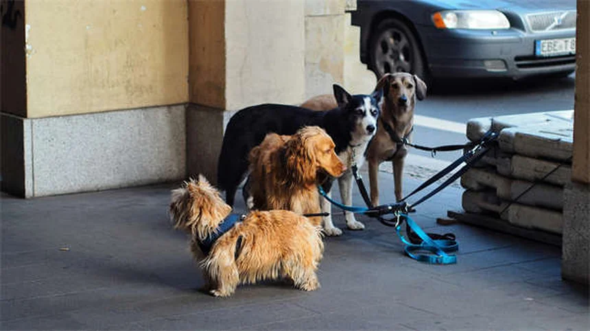 Cerumene™の正しい使い方|愛犬の耳掃除をもっと簡単に