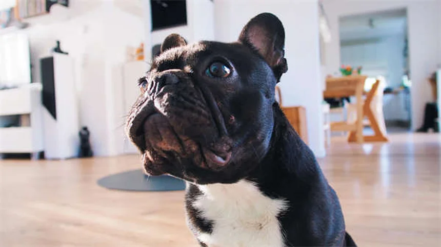 犬が無視する理由5つと今すぐできる対策