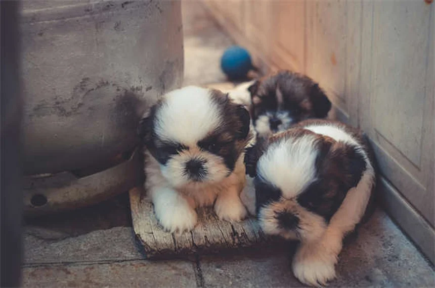 アルデンネ馬の飼い方:知っておくべき5つの健康リスクと対策