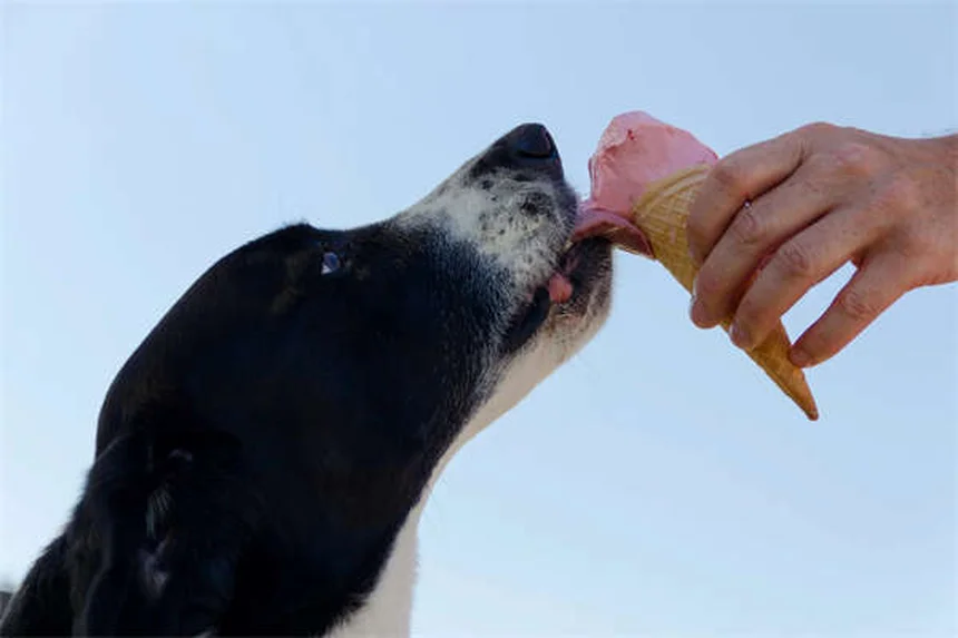 犬が足を上げておしっこする理由:研究と体験からわかる真実