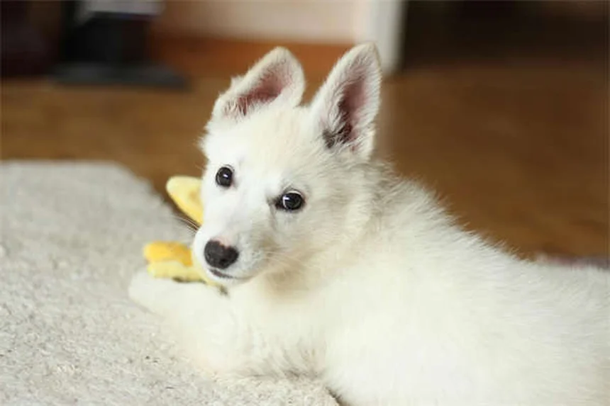 愛犬の体重管理に潜む7つの見落としと健康を守る方法