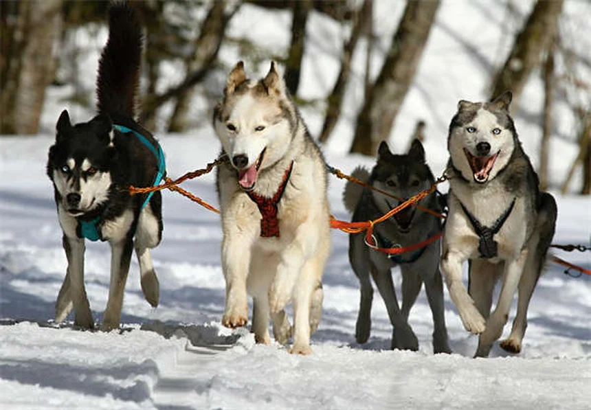 犬のうんちの危険性と正しい掃除方法 ~知っておくべき3つのポイント~