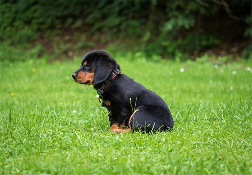 飼い主さん必見!愛犬の歯茎の色でわかる7つの異常サイン